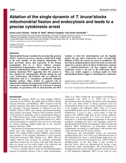 Ablation of the single dynamin of T. brucei blocks mitochondrial