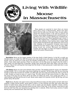 Living With Wildlife Moose in Massachusetts