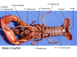 Crayfish Anatomy