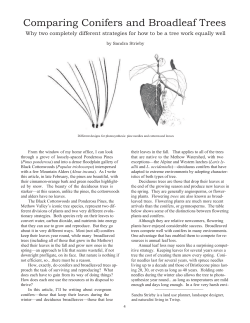 Comparing Conifers and Broadleaf Trees
