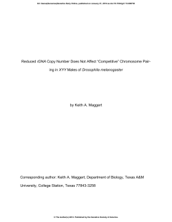 Reduced rDNA Copy Number Does Not Affect