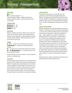 Soprano&reg; Osteospermum - Four Star Greenhouse