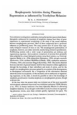 Morphogenetic Activities during Planarian