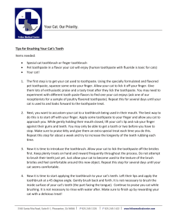 Tips for Brushing Your Cat`s Teeth