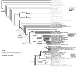 Eubacteria (true bacteria)