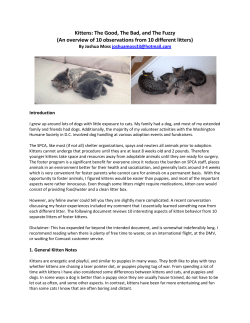 Kittens: The Good, The Bad, and The Fuzzy (An overview of 10
