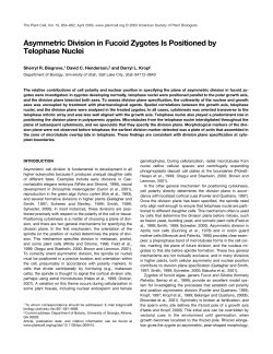 Asymmetric Division in Fucoid Zygotes Is Positioned by Telophase