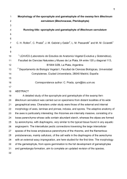 Morphology of the sporophyte and gametophyte of the