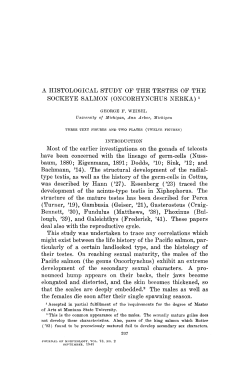 A HISTOLOGICAL STUDY OF THE TESTES OF THE