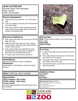 LEAF-CUTTER ANT