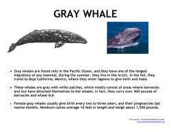 Earth Day Whale Walk - Pacifica Beach Coalition