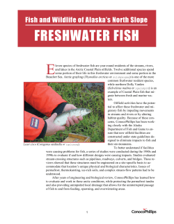 freshwater fish - ConocoPhillips Alaska