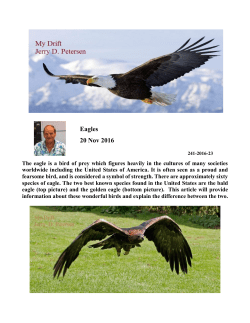 Eagles 20 Nov 2016 - the big drifter web site