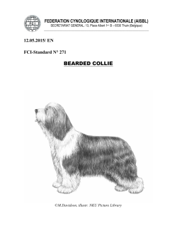 bearded collie