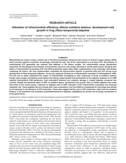 Alteration of mitochondrial efficiency affects oxidative balance