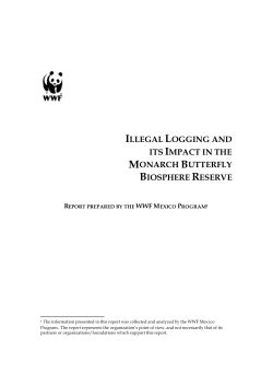 illegal logging and its impact in the monarch butterfly - Eco