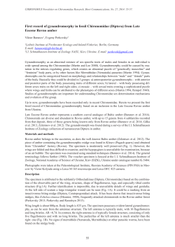 First record of gynandromorphy in fossil Chironomidae (Diptera