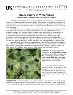 Ozone Injury in Watermelon