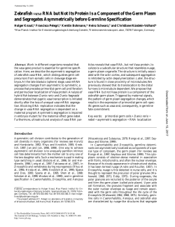 Zebrafish vasa RNA but Not Its Protein Is a Component of the Germ