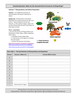 7 Activity 7 - Photosyntheis and Respiration