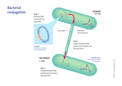 Bacterial conjugation