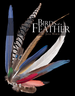 Birds of a Feather - Microscopy-UK