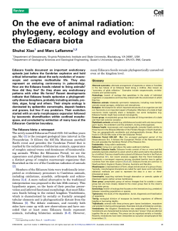 On the eve of animal radiation: phylogeny