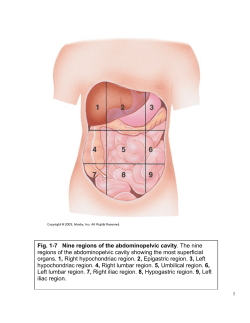Division of the abdomen into four quadrants