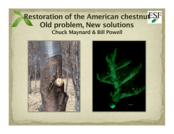 The Chestnut Blight and It`s Restoration Program - SUNY-ESF