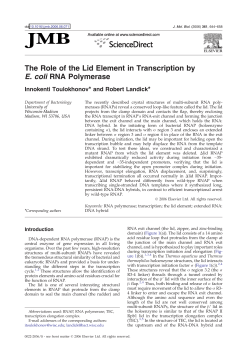 The Role of the Lid Element in Transcription by E. coli RNA