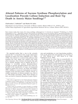 Altered Patterns of Sucrose Synthase