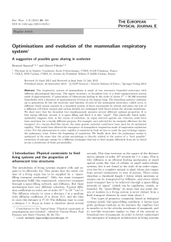Optimisations and evolution of the mammalian respiratory system*