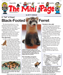 Black-Footed Ferret