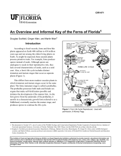 An Overview and Informal Key of the Ferns of Florida