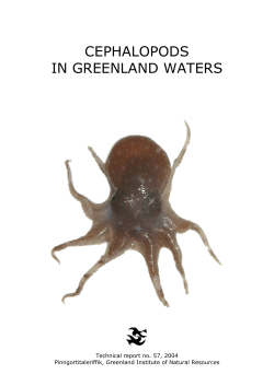 CEPHALOPODS IN GREENLAND WATERS