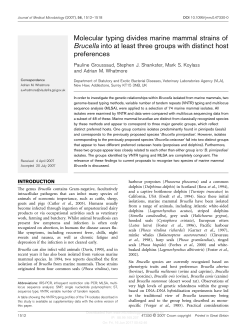 Molecular typing divides marine mammal strains of Brucella into at