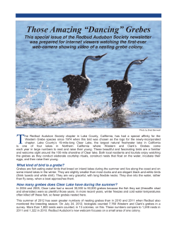 Those Amazing &ldquo;Dancing&rdquo; Grebes