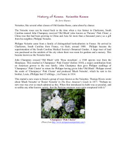 History of Roses: Noisette Roses