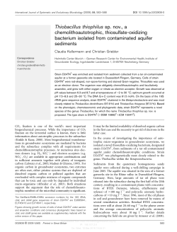 Thiobacillus thiophilus sp. nov., a chemolithoautotrophic, thiosulfate