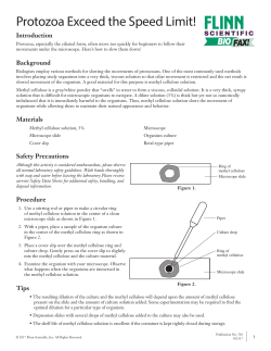Protozoa Exceed the Speed Limit!