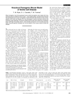 Knockout-Transgenic Mouse Model of Sickle Cell Disease