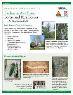 Decline in Ash Trees: Borers and Bark Beetles