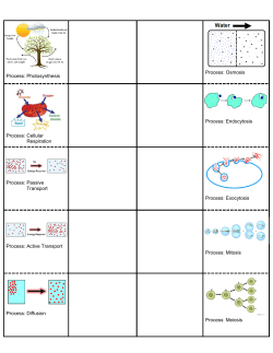 Process: Photosynthesis Process: Osmosis Process: Cellular