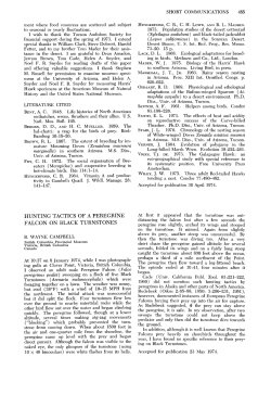 Hunting Tactics of a Peregrine Falcon on Black Turnstones