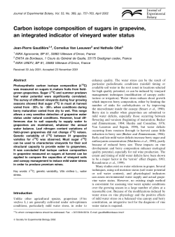 Carbon isotope composition of sugars in grapevine, an integrated