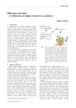 Ribosome structure