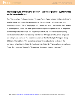 Tracheophyte phylogeny poster - Vascular plants