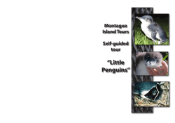 Little Penguins - Montague Island