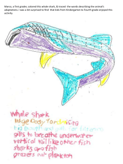 Marco, a first grader, colored this whale shark