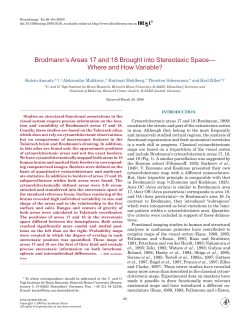 Brodmann`s Areas 17 and 18 Brought into Stereotaxic Space